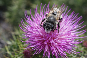 Carpenter Bee