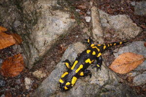 Fire Salamander