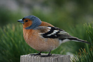 Common Chaffinch