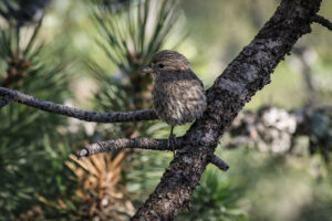 This is a Common Chaffinch (Fringilla coelebs), a small finch recognized by its blue-grey cap, warm reddish-brown underparts, and bold white wing bars. Males show the most vivid coloration, especially during the breeding season. The species is widespread across Europe and inhabits woodlands, forest edges, and mountainous regions, including the forested zones of Mount Olympus.