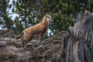 Balkan Chamois