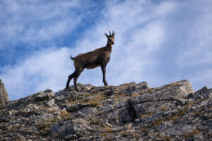 Balkan Chamois