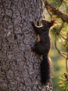 Eurasian Red Squirrel