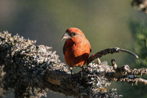Red Crossbill (Male)