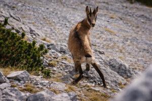 Balkan Chamois