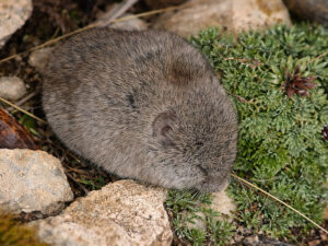 Snow Vole