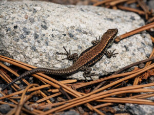 Common Wall Lizard