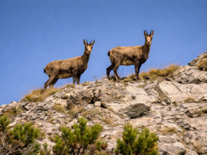 Balkan Chamois