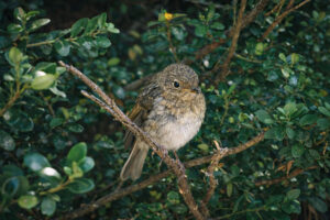 European Robin (Juvenile)