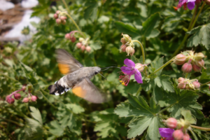 Hummingbird Hawk-Moth