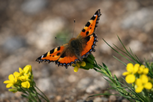 Small Tortoiseshell
