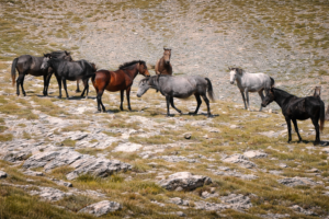 Balkan Free-Roaming Horses