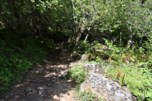 Forest Trail in Olympus National Park