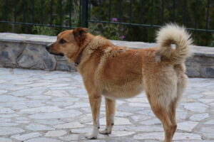 Refuge Dog on the Terrace of Mount Olympus