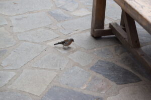 Chaffinch on the Terrace of a Mount Olympus Refuge