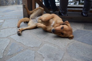 Refuge Dog Relaxing on the Terrace of Mount Olympus