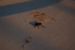 Beetle in the Morning Light on Mount Olympus