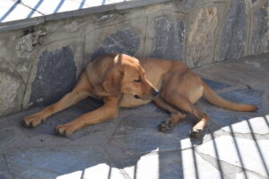 Refuge Dog Resting on Mount Olympus