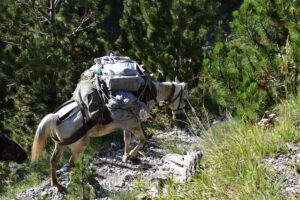 Pack Mule Carrying Supplies on Mount Olympus