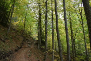 European Beech Forest