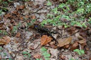 Fire Salamander in the Forests of Mount Olympus