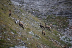 Balkan Chamois on the Slopes of Mount Olympus