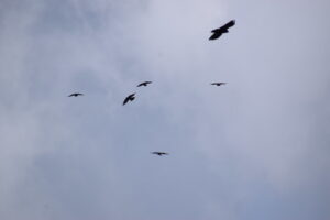 Alpine Choughs Flying Over Mount Olympus