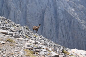 Balkan Chamois on the Slopes of Mount Olympus