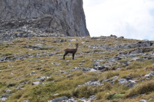 Balkan Chamois on the Slopes of Mount Olympus