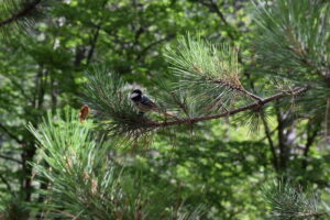 Great Tit on a Pine Branch in Mount Olympus Forest