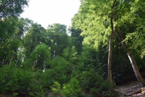 Forest Canopy in Olympus National Park