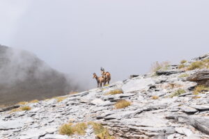 Balkan Chamois on the Slopes of Mount Olympus