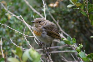 European Robin in the Forests of Mount Olympus