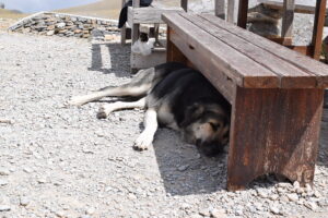 Dog Resting at Kakalos Refuge on Mount Olympus