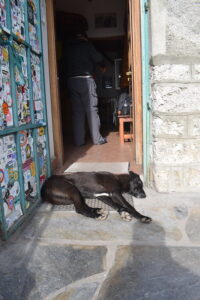 Refuge Dog Resting at the Entrance of Spilios Agapitos Refuge