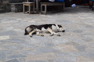Mountain Dog Resting at a Mount Olympus Refuge