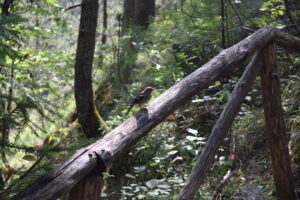 Chaffinch on a Forest Trail, Mount Olympus