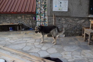 Mountain Dog at Spilios Agapitos Refuge, Mount Olympus