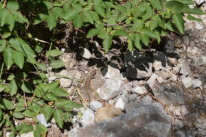 Balkan Wall Lizard on the Slopes of Mount Olympus
