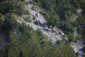Pack Mules on the Trail to Spilios Agapitos Refuge, Mount Olympus