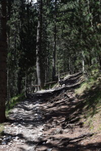 Forest Trail on Mount Olympus