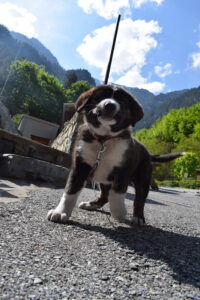 Puppy at Prionia, Mount Olympus